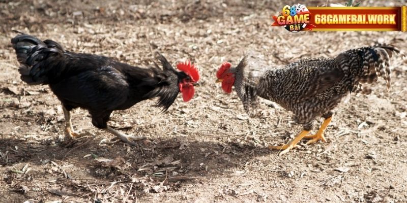 Các trường gà nổi tiếng sẽ thường được chọn để phát sóng