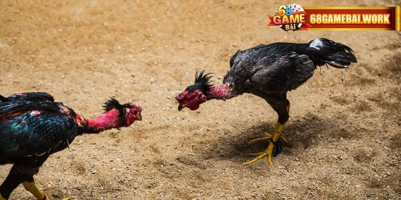 Khám Phá Đá Gà Thái Lan Kịch Tính Tại 68gamebai