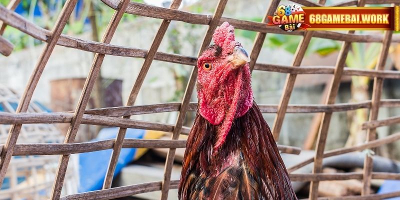 Đá Gà thomo - Giải Đấu Được Mong Đợi Nhất Hiện Nay