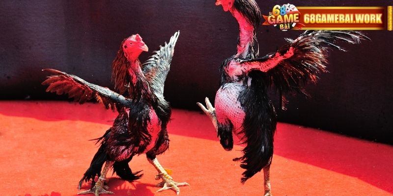 Đá gà trực tiếp hôm nay kiểu cựa dao hấp dẫn