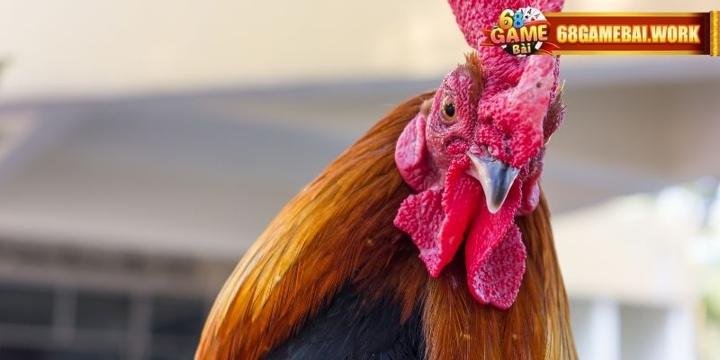 Đá Gà Trực Tiếp Hôm Nay – Trải Nghiệm Đỉnh Cao Tại 68 game bài