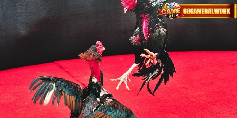 Hình thức chọi kê trực tuyến được ưa thích