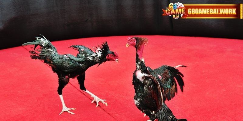 Kiểu đá gà cựa sắt gây cấn tại nhà cái