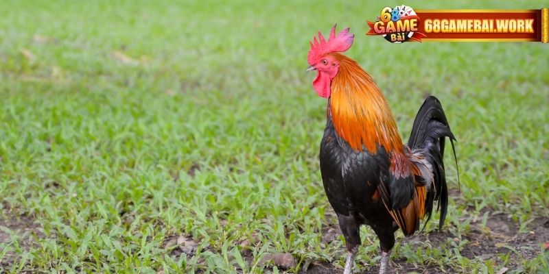 Nền tảng đá gà Thái Lan tại 68gamebai minh bạch 100%