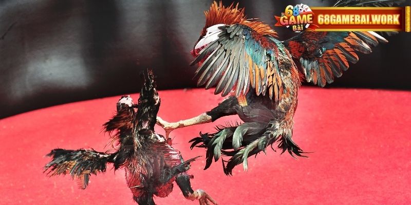 Sảnh đá gà hiện nay có gần 3 triệu người Việt tham gia