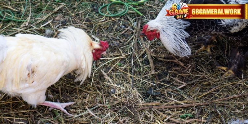 Thành viên có thể dễ dàng giật chiến thắng nhờ sự quan sát và tính toán