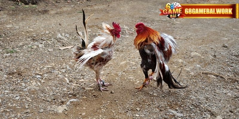 Tìm hiểu loại hình trực tiếp đá gà Thomo