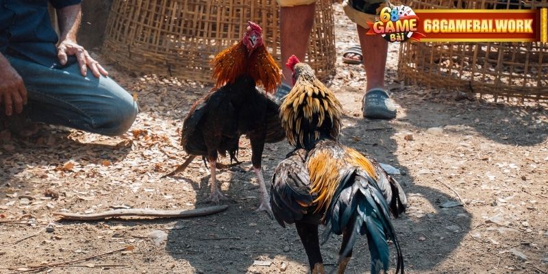 Trận đấu được phát sóng từ địa điểm tổ chức nổi tiếng