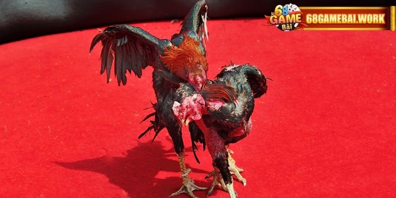 Video phát trực tiếp với chất lượng truyền tải nhanh